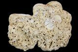 Jurassic Coral Colony Fossil - Germany #157337-2